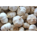 Ail blanc pur de jinxiang